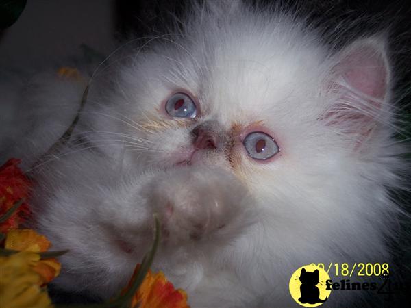 Himalayan Kitten for Sale: Ch. sired RARE LILAC PT ...