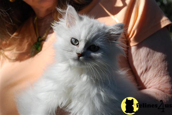 teddy bear persian kittens for sale