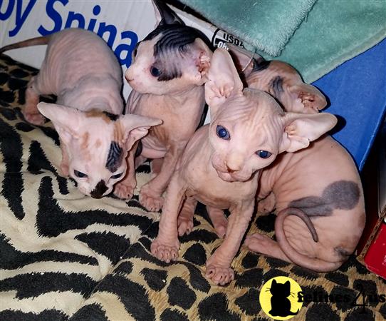 Sphynx Kittens For Sale San Antonio Tx www.felines4us.com