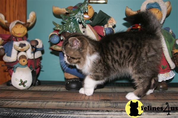 Exotic Shorthair Kitten For Sale Cfa Reg Brown Tabby And White