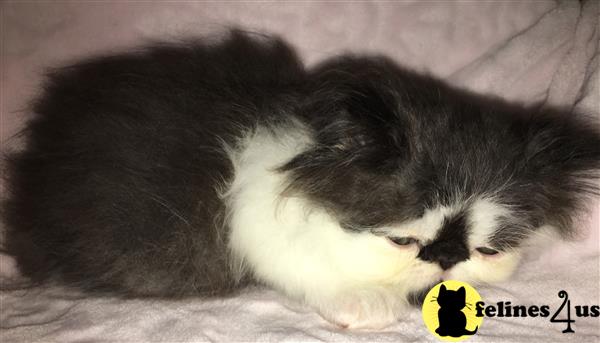 teddy bear persian kittens for sale