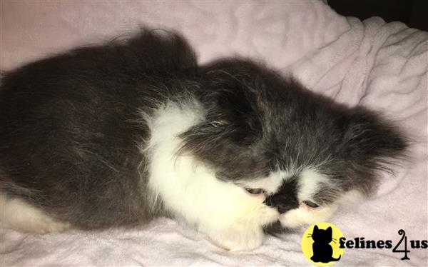 teddy bear persian kittens for sale