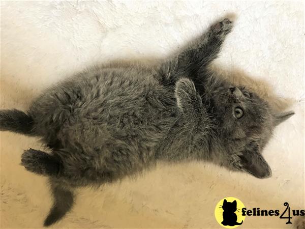 british shorthair teddy bear