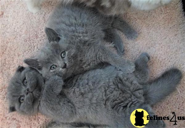 british shorthair teddy bear cat breed