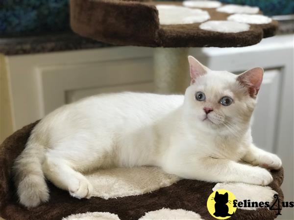 British Shorthair White For Sale Pure white British shorthair male 