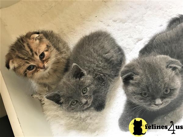 british shorthair teddy bear cat breed