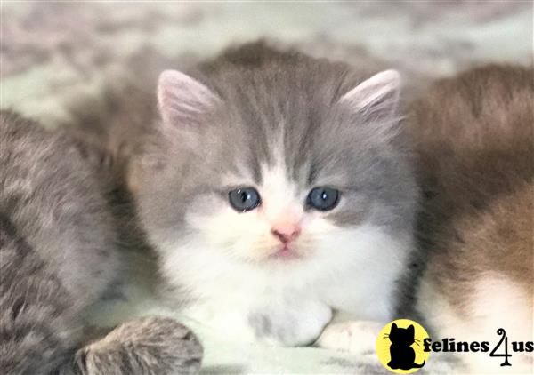View of Persian Kitten for Sale: British Longhair Kitten Male - $980 6 Yrs and ...