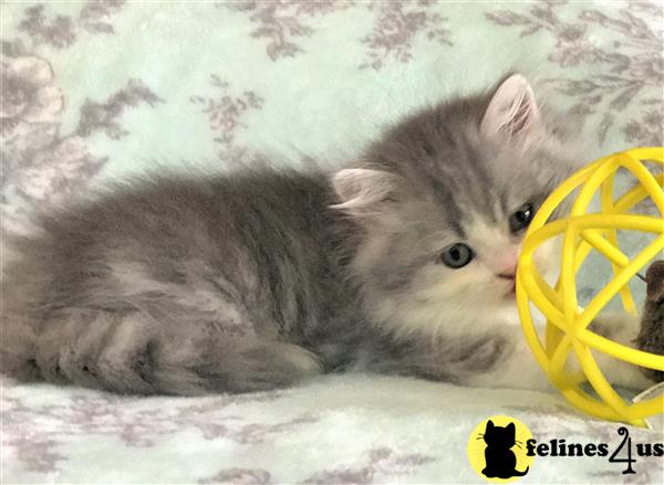 Persian Kitten for Sale: British Longhair Kitten Male - $980 6 Yrs and ... - Genetic Testing Kits For Persian Longhair Kittens