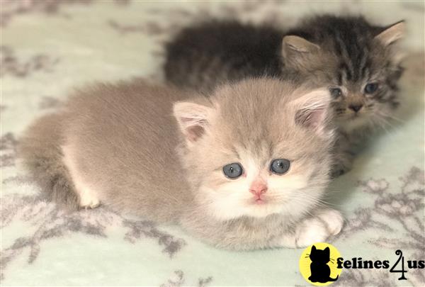 Picture of British Longhair Male Kitten - $980