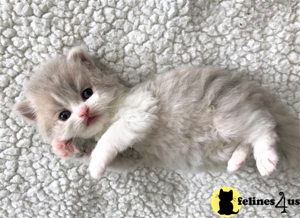 43 Oriental Longhair Cat Breeders Uk Photos