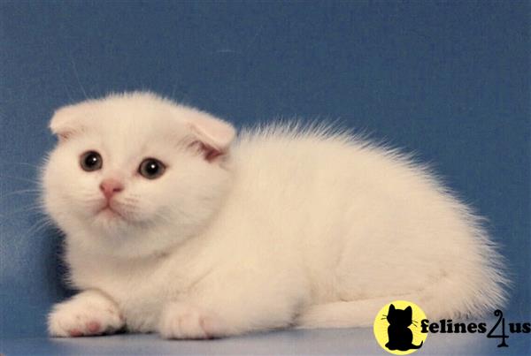 Scottish Fold Kitten for Sale: Pure White Scottish Fold Female Kitten