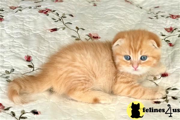 Scottish Fold Kitten For Sale Scottish Fold Shorthair Male Orange