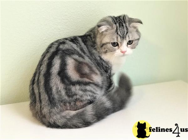 Chubby Scottish Fold Female Marble Kitten - $1200
