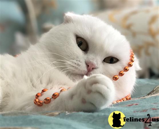Scottish Fold Kitten for Sale: Pure White Scottish Fold Female Kitten