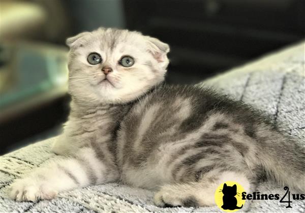 Scottish Fold Silver Marble Male kitten - $1400
