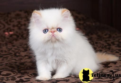 Himalayan Kitten for Sale: Himialayan Kittens for sale 4 Yrs and 1 Mths old