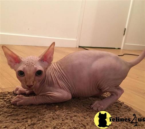 41 HQ Pictures Sphynx Kittens For Sale California / TICA reg Sphynx Kittens FOR SALE ADOPTION from Lebanon ...
