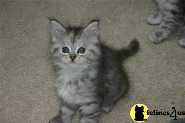 Maine Coon Kitten for Sale: Beautiful Purebred Maine Coon Kittens 6 Yrs ...