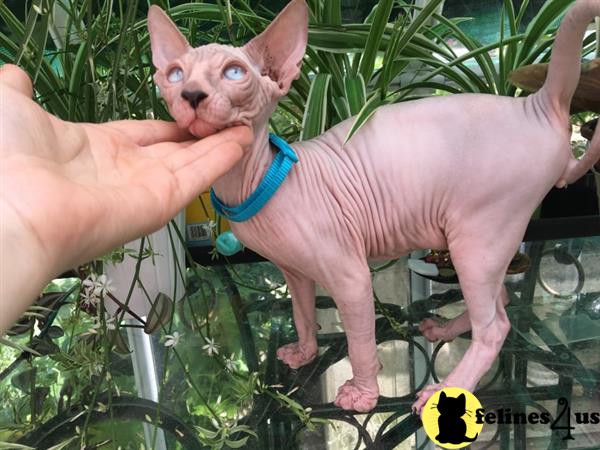 Sphynx Kittens For Sale San Antonio Tx www.felines4us.com