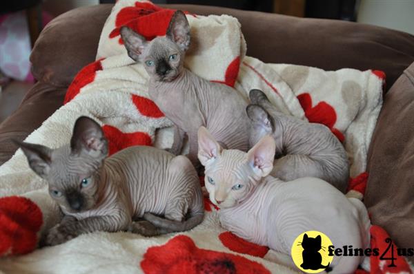 Sphynx Kittens For Sale San Antonio Tx www.felines4us.com