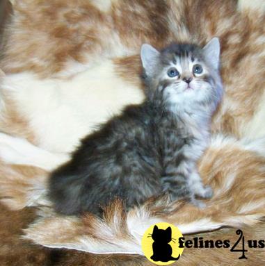 American Bobtail Kitten for Sale: consummate American Bobtail Kittens ...