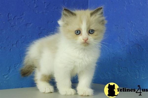 Ragamuffin Kitten. Adorable Fluffy Female for sale