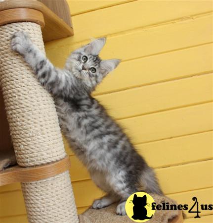 coon maine kittens pure ready