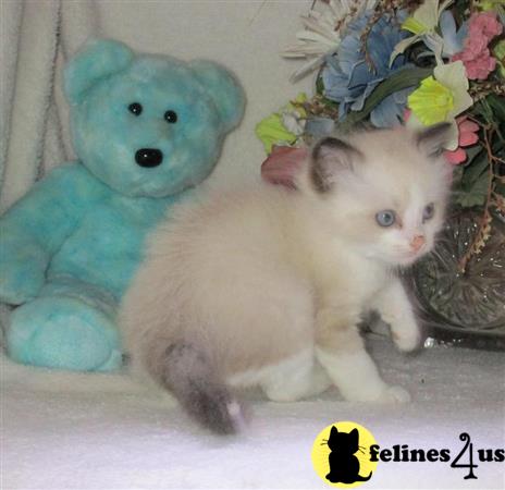 teacup ragdoll kittens for sale near me