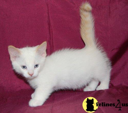 Munchkin Kitten for Sale: short leg munchkin kittens for ...