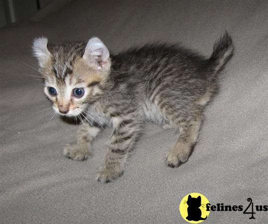 highland lynx kittens for adoption highland lynx kittens for adoption