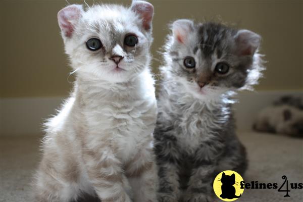 characteristics highland lynx kittens characteristics highland lynx kittens