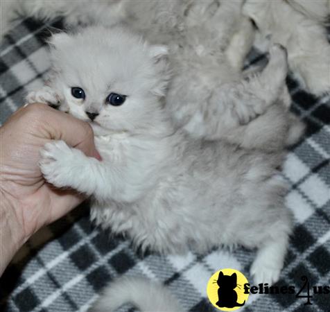 cream tabby kittens for sale cream tabby kittens for sale