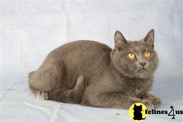 British Shorthair Kitten for Sale Honey 1 Yr and 5 Mths old