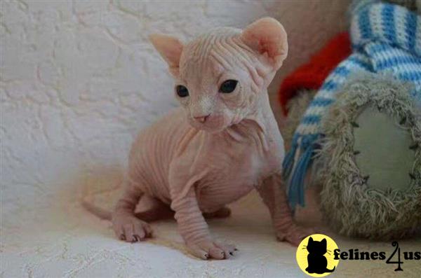 Sphynx Kitten for Sale ola 3 Yrs and 6 Mths old