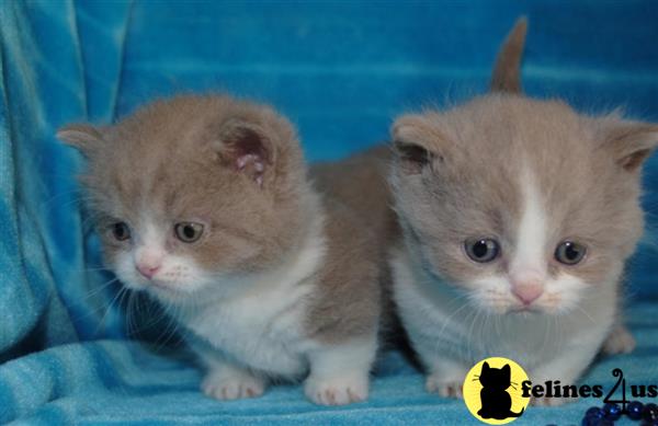 munchkin teddy bear kittens for sale