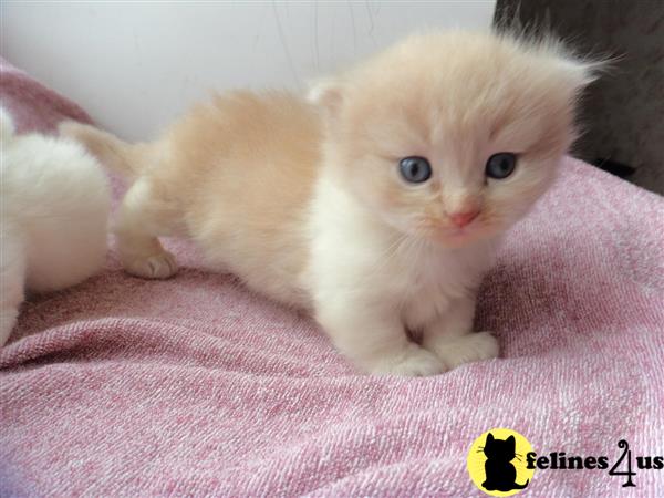 munchkin teddy bear kittens for sale