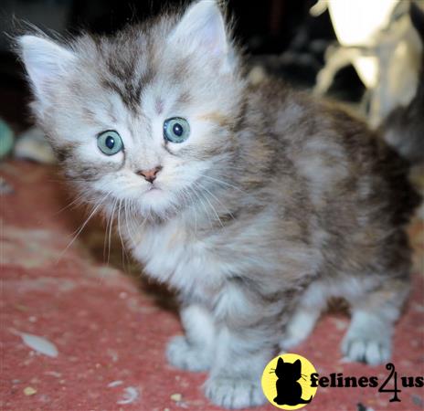 Munchkin Kitten For Sale Long Haired Munchkin Kitten 2 Yrs And 6