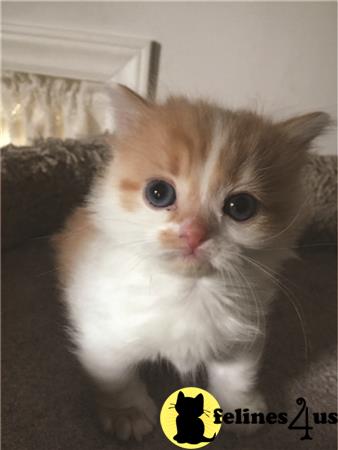 Munchkin Kitten For Sale Long Haired Munchkin Kitten 2 Yrs And 6