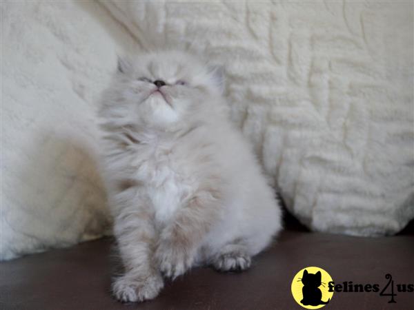 doll face himalayan kittens for sale