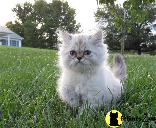 doll face himalayan kittens for sale