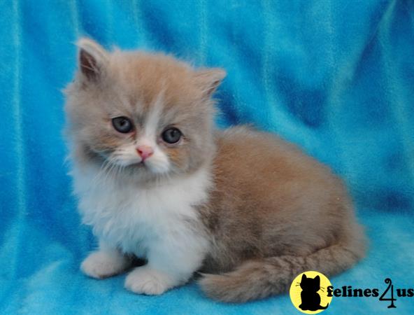 Munchkin Kitten for Sale: Stunning Munchkin Kittens 2 Yrs ...