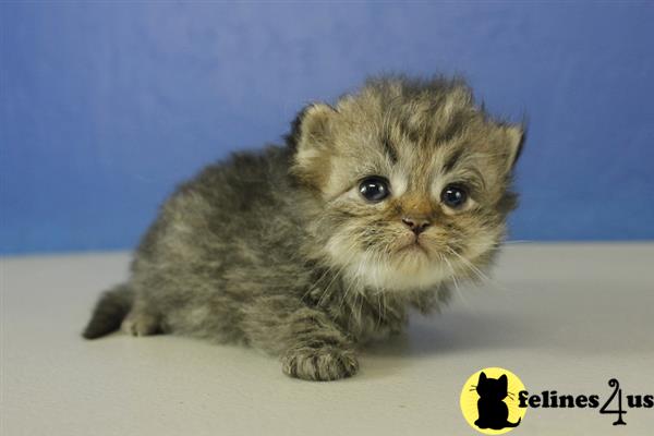Dandy - Silver Golden Tabby Male Ragamuffin Kitten