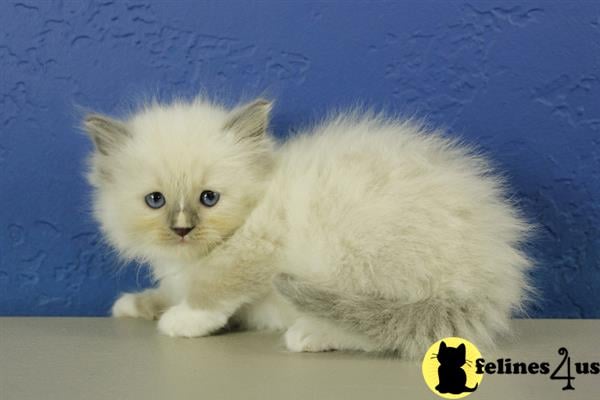 Ragdoll Kitten for Sale: Victor - Blue Mitted with a Blaze ...