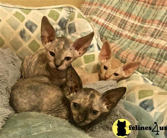 Sphynx Kittens For Sale San Antonio Tx www.felines4us.com