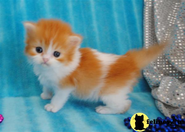munchkin teddy bear kittens for sale