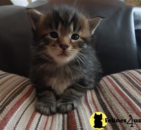 Maine Coon Kitten for Sale: 4 Beautiful Maincoon Kittens ...