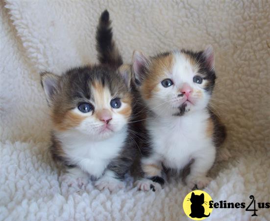 Munchkin Kitten For Sale Fantastic Munchkin Kittens Available 1
