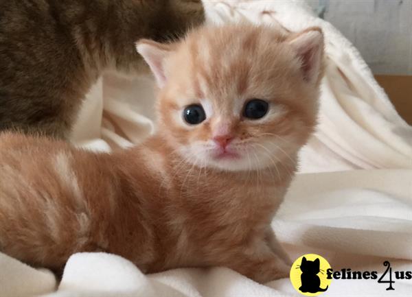 british shorthair red tabby kittens for sale british shorthair red tabby kittens for sale