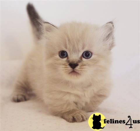 Munchkin Kitten for Sale: Munchkin Kittens for sale 2 Yrs ...