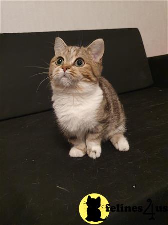 Munchkin Kitten for Sale: Adorable Munchkin kitten for ...